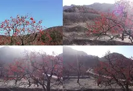 包含Q葎m?-九游体育
